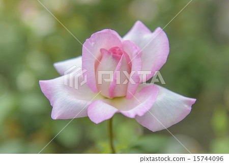 Rose flower Rose flower 15744096