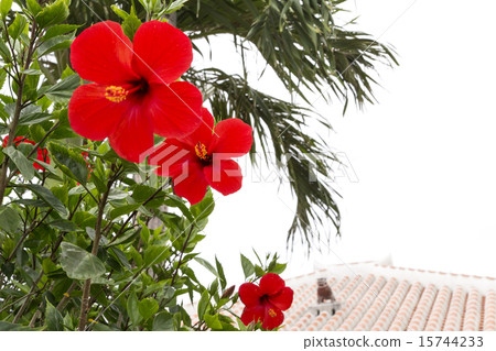 Hibiscus flowers and old private house roof 15744233