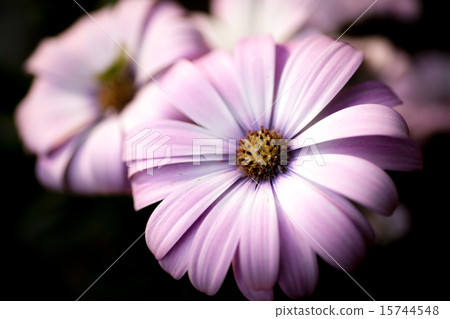 Snow pole Snow pole 15744548