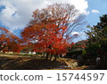 Arima's autumn leaves 15744597