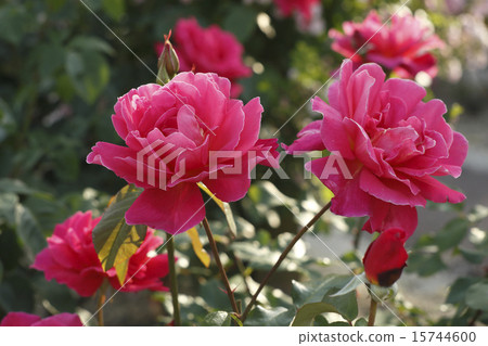Roses "La Vodovorth" Roses "La Vodovorth" 15744600