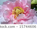 Peony flower 15744606