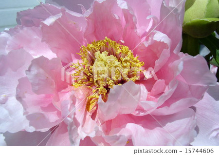 Peony flower 15744606