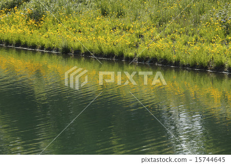 在盛開的池塘的岸邊 在盛開的池塘的岸邊 15744645