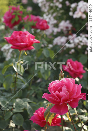 Roses "La Vodovorth" 15744649