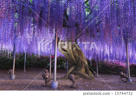 Daito在黃昏 Daito在黃昏 15744732