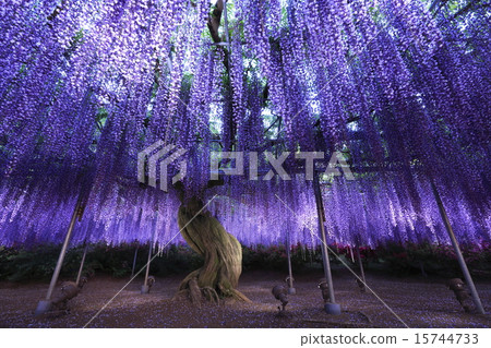 超廣角的奧托 超廣角的奧托 15744733