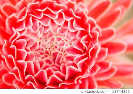 red torch ginger flower 15744851