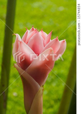 torch ginger flower 15744854