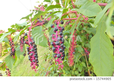 山區鄉房 山區鄉房 15744905