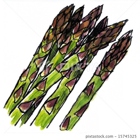 蘆筍 蔬菜 白色背景 15745325
