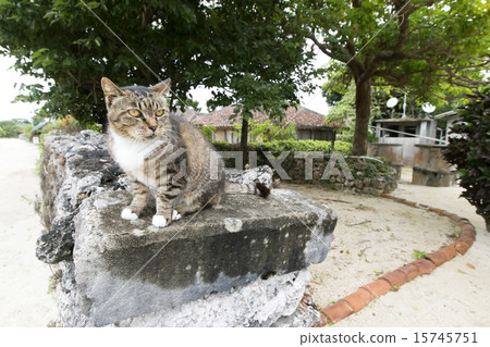 一隻貓 15745751