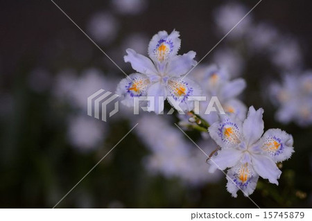 滋賀花_2 15745879