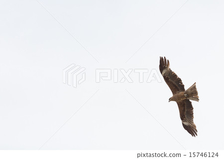 Tonbi Tonbi 15746124