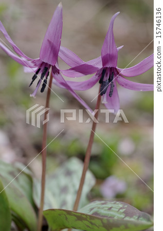 Katakuri blooms Katakuri blooms 15746136