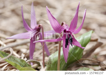 Katakuri blooms 15746137