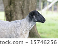 A sheep 15746256