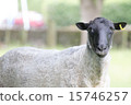 A sheep 15746257