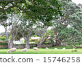 New Zealand sheep 15746258