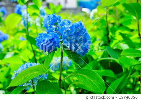 照片素材(图片): 绣球花 翠绿 鲜绿