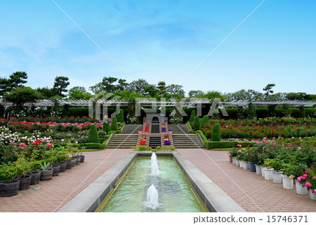 Yatsu Rose Garden 15746371