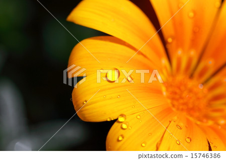 橙色的花朵和波爾卡圓點 15746386