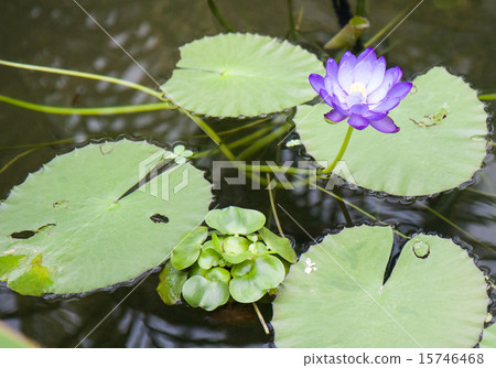 隊長庭院荷花 15746468