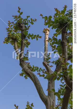 A tree extending towards the sky of Suma Rikyu park 15746538