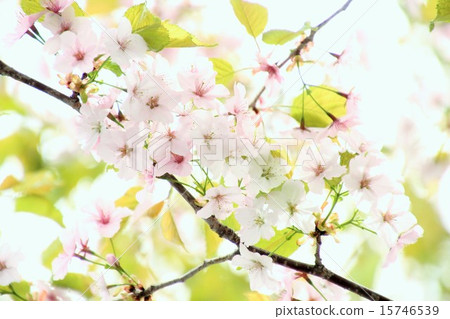 Cherry Blossoms	 15746539