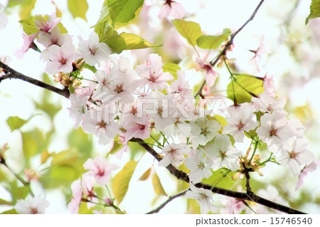 Cherry Blossoms	 15746540