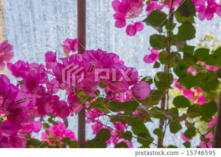 九重葛在Suma Rikyu公園開花 九重葛在Suma Rikyu公園開花 15746595