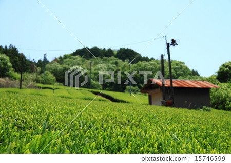 茶園 15746599