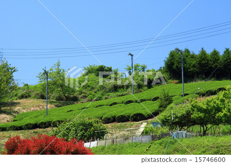 茶園 15746600