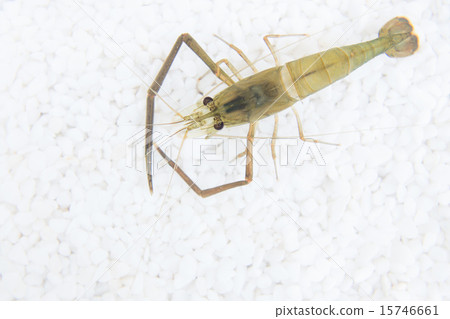 Green tea shrimp Green tea shrimp 15746661