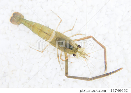 Green tea shrimp 15746662