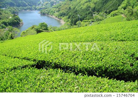 Tea plantation 15746704