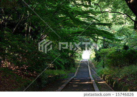 Green Tunnel Green Tunnel 15746826