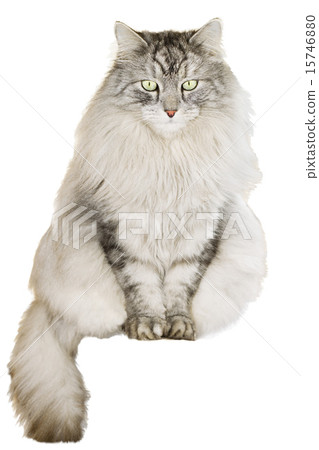 gray siberian cat on white background 15746880