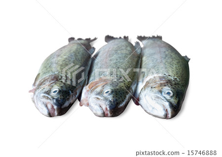 fresh trout on white background 15746888