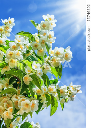 Jasmine flower growing in garden Jasmine flower growing in garden 15746892