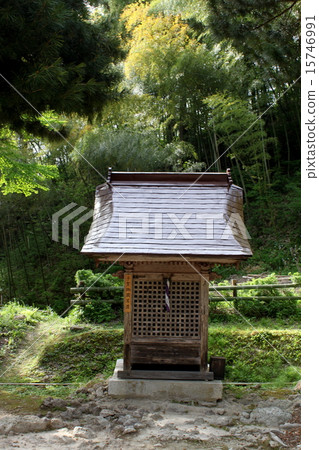 Standing in a bamboo grove 15746991
