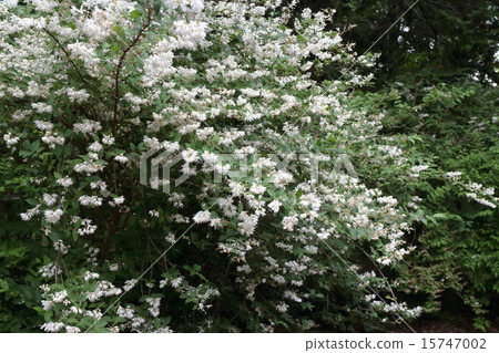 Himeji Togi 15747002