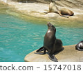 Sea lion 15747018