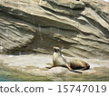 Chillin Sea Lion 15747019
