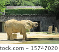 African elephant's water drink 15747020