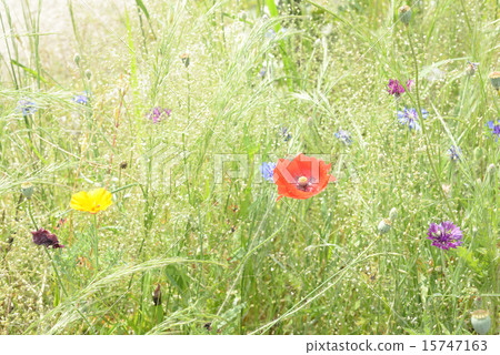 Flower & meadow @ Nakameguro Park 15747163