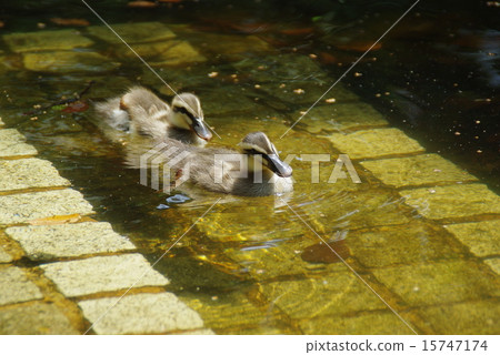 Baby chicks 15747174