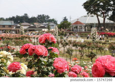 Shishima Park Rose Garden 15747260