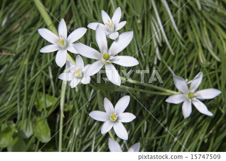 Onisogaramu Onisogaramu 15747509