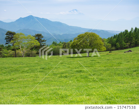 初夏在令人耳目一新的Yatsugatake山腳下 15747538